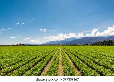 Fertile Agricultural Field of Organic Crops in California
Organic Crops Grow on Fertile Farm Field in California. Vegetables in a row, clear skies and mountains in the background. 