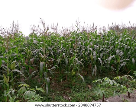 Fertile corn plantations in dry weather during the El Nino phenomenon
