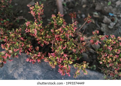 Fertile Curly Plant With The Red And Green Tiny Leaf In The Garden