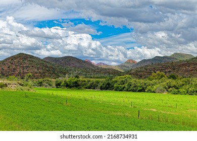 Fertile Field With Arid Hills In Little Karoo