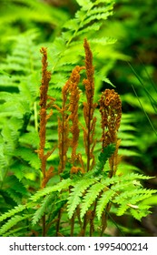 Fertile fronds of the cinnamon fern, Osmunda cinnanomea, in moist woods at Risley Reservoir in Vernon, Connecticut.