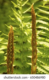 Fertile fronds of cinnamon fern, Osmunda cinnamomea, in spring at the Belding Preserve in Vernon, Connecticut.