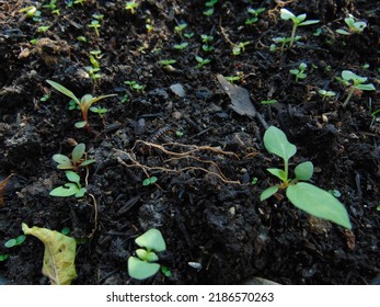 5,880 Overgrown land Images, Stock Photos & Vectors | Shutterstock