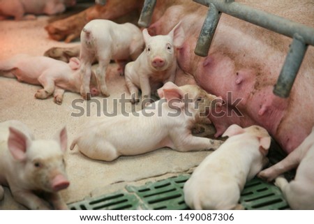 Fertile low lying on straw and suckling piglets in a pig farm