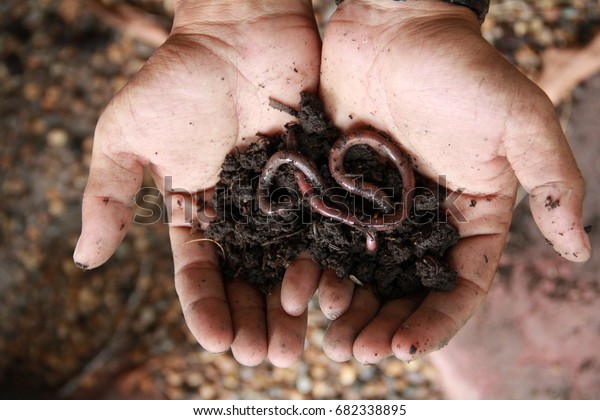 Fertile soil and reddish-gray-colored common\
earthworm or night crawler on farmer hand,Their digestive processes\
turn organic matter into soil,earthworm and healthier soil that \
suitable for planting