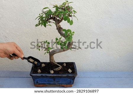 Fertiliser feed blocks being added to the soil of a bonsai tree