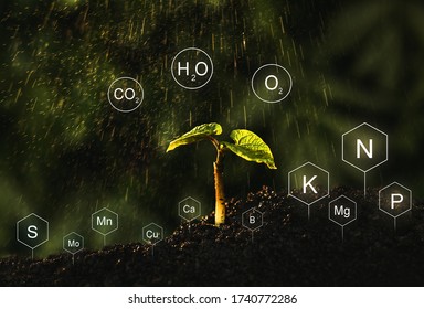 Fertilization And The Role Of Nutrients In Bean Plant Life. Soil With Digital Mineral Nutrients Icon.