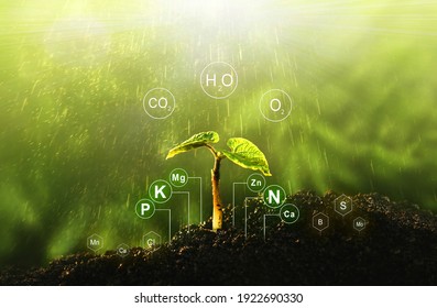 Fertilization and the role of nutrients in plant life with digital mineral nutrients. Seedlings are exuberant from abundant loamy soils. 