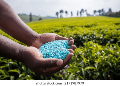 Fertilizer Applications Tea Leaves Roots Farm Stock Photo 2171987979 ...