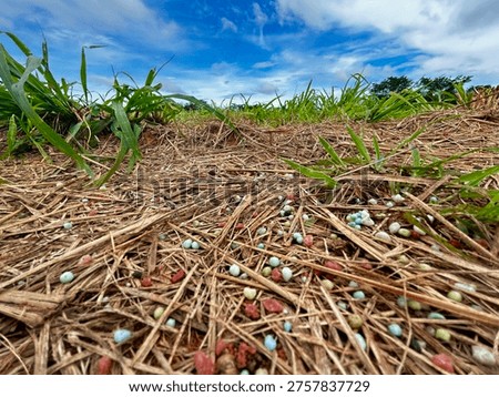 Fertilizer granules distributed on the soil surface in pastures. Intensive pasture fertilization.