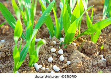 Fertilizer On A Field
