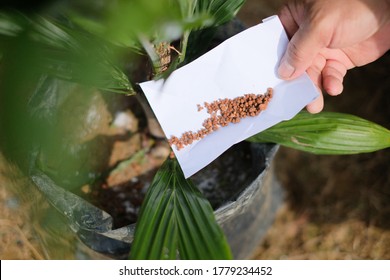 Fertilizer on oil palm nursery