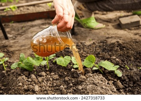 Fertilizer young cucumbers. Woman pours liquid mineral fertilizer. Watering with fertilizers of young vegetable shoots. Woman seen pouring liquid mineral fertilizer onto tender vegetable shoots.