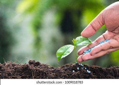 fertilizer,soil,Farmer hand giving chemical fertilizer to young plant,hand of a farmer giving fertilizer to young green plants / nurturing baby plant with chemical fertilizer