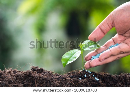 fertilizer,soil,Farmer hand giving chemical fertilizer to young plant,hand of a farmer giving fertilizer to young green plants / nurturing baby plant with chemical fertilizer Stock photo © 