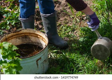 Fertilizing Bushes With Liquid Manure