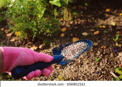 Fertilizing Garden Plants In Summer. Gardener Hand In Glove Doing Seasonal Yardwork