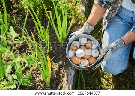 Fertilizing onion plants with eggshells, outdoor kitchen vegetable garden