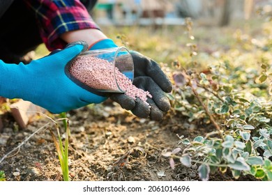 Fertilizing plants in a spring garden with chemical mineral graduated fertilizers