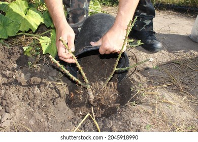 398 Peasant rose Images, Stock Photos & Vectors | Shutterstock