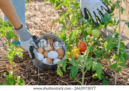 Fertilizing tomato plants with eggshells, outdoor kitchen vegetable garden