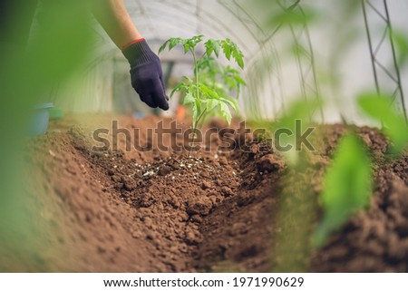 Fertilizing Tomatoes plant in greenhouse, homegrown organic vegetables.