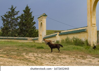 Fes, Morocco, Africa - 04/28/2019 - Dog At The Panoramic Site Borj Sud With Muslim Cemetary Graveyard And Ancient Mosque