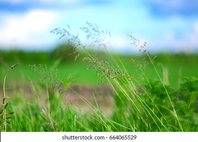 fescue grass