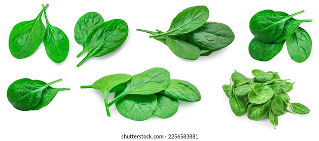 Fesh green baby spinach leaves isolated on white background. Espinach Set. Pattrn. Flat lay. Spinach Food concept.  - Shutterstock ID 2256583881