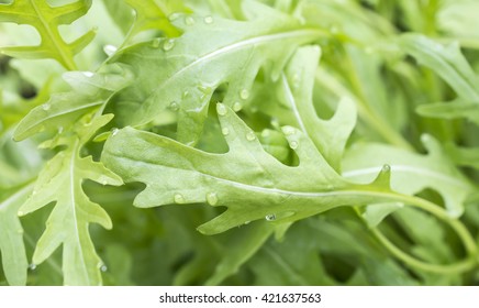 fesh roquette/rucola/wild rocket / (type of lettuce) in a glasshouse