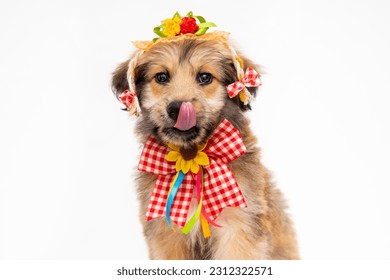 Festa Junina: Brazilian celebration on the month of june. Dogs wearing costume with tongue out. Straw hat, hick culture.
