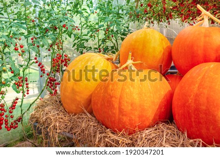 Festival, giant pumpkins, big orange, many display. , During the daytime, the sides and back are composed of green mandarin, mandarin, greenhouse On a blurred background.