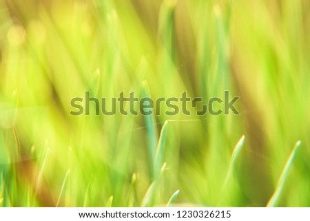 Similar – Image, Stock Photo it greenens so greenly