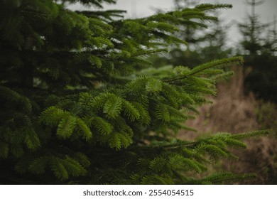 Festive Close-Up of Nordmann Fir Branches on a Christmas Tree Farm