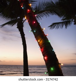 Festive Colored Lights Wrapped Around Trunk Of Palm Tree At Beach At Sunset.