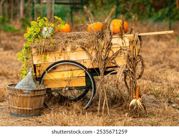 Festive fall display featuring an old wooden wheelbarrow filled with straw and orange pumpkins, next to a glass demijohn and dried corn stalks. Ideal background for Thanksgiving, autumn events, and rustic farm concepts.