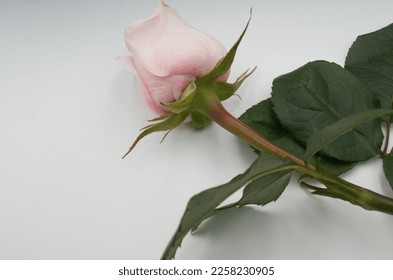 Festive, romantic concept. Pink flower, rose on a pastel, white background. Copy space, space for text, postcard, background, - Shutterstock ID 2258230905