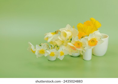 Festive spring composition with assorted blooming daffodils. Traditional seasonal flora, greeting card. Pastel green background, copy space