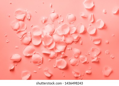 Festive texture with copy space. Background with rose petals in trendy coral color. Valentine's day, Women's day concept. Flat lay.