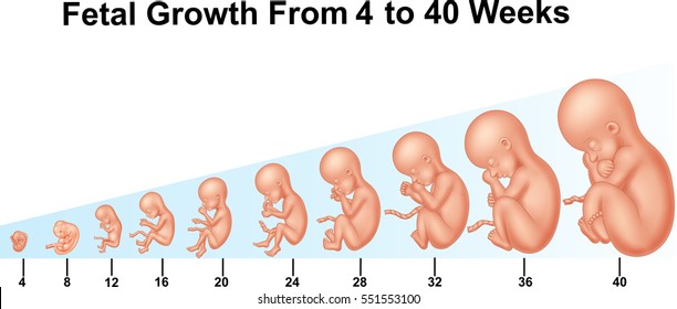 Fetal Development Images, Stock Photos & Vectors | Shutterstock