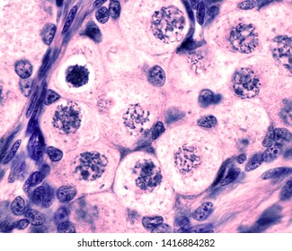 Fetal Ovary Oocyte Meiosis Micrograph Showing Stock Photo 1416884282 ...