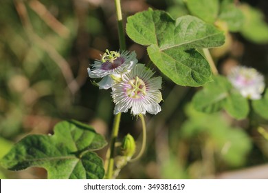  Fetid Passionflower