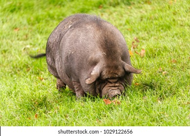 Fettes Schwein auf Wiese