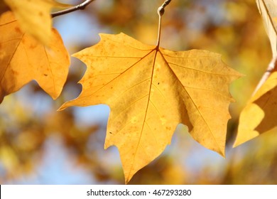 Automne Hd Stock Images Shutterstock