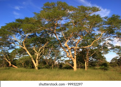 Fever Tree Forest