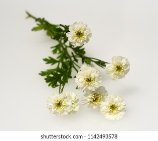 Feverfew, Tanacetum Parthenium