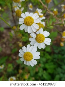 Feverfew, Tanacetum Parthenium