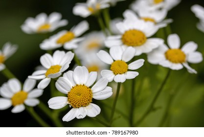 Feverfew Tanacetum Parthenium