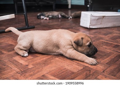 A Few 3 Week Old Puppies Lie Scattered All Over The Floor, Full After Breastfeeding Lies On The Floor At A Room.