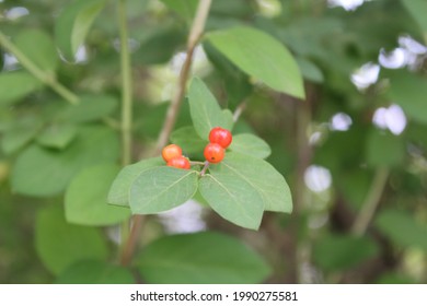 A Few Berries Ripening On A Bush Honeysuckle Plant